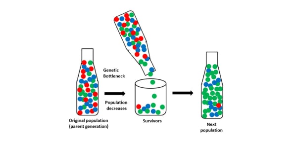 Select Correct Option Of These Genetic Drift Terms Flashcards